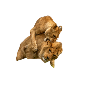 Two Lions Engage In Playful Interaction Amidst The Wilderness, Showcasing Their Majestic Nature 18067 - Cat PNG image with transparent background